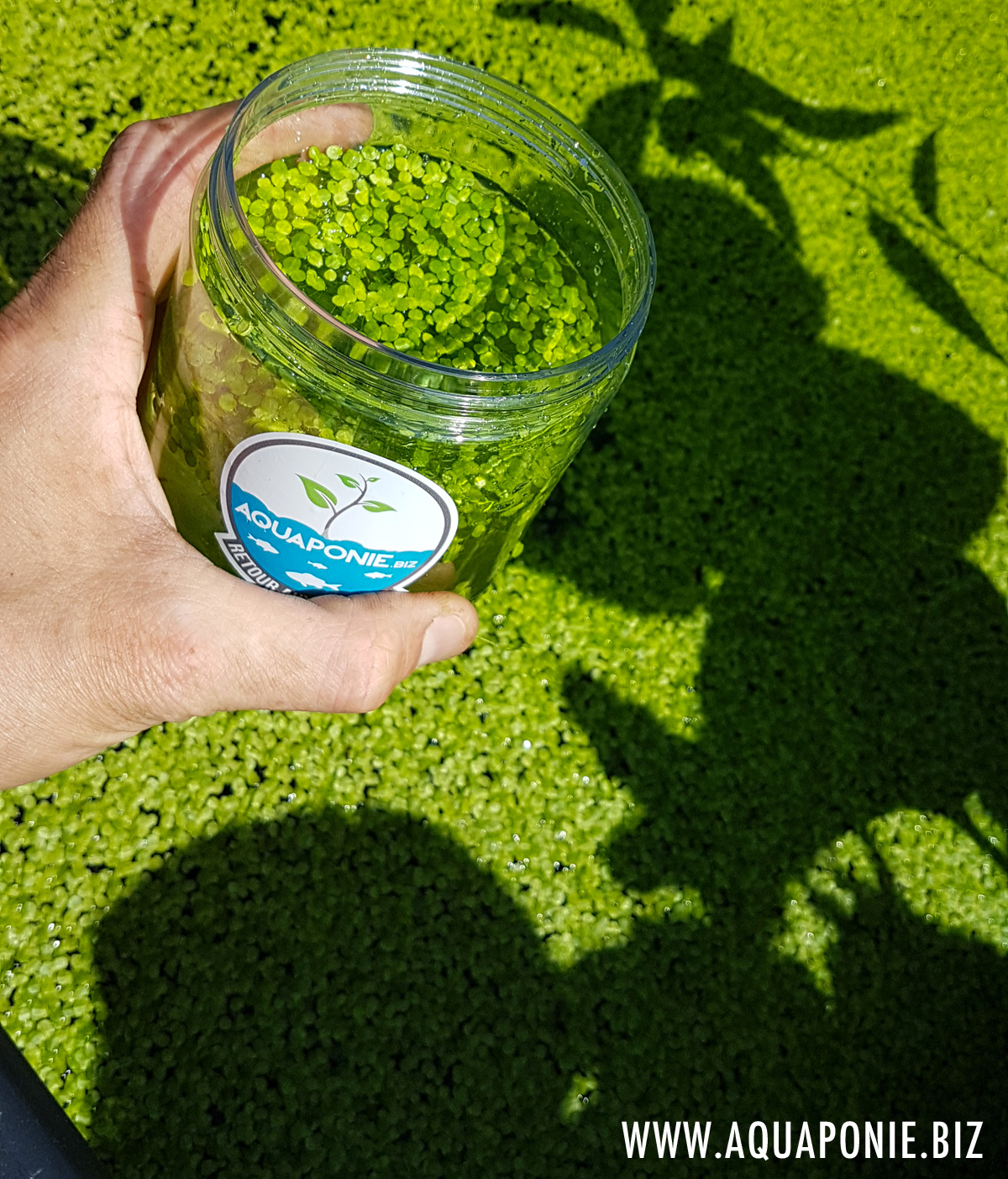 Lentilles d'eau (Lemna minor) - Image 2